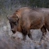Zubr evropsky - European Bison - Bison bonasus 6183
